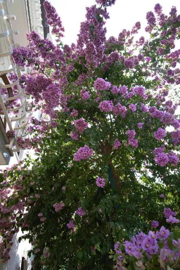 Villa Vienna Novigrad  ภายนอก รูปภาพ